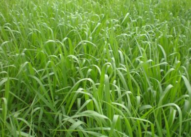 Harvest Minerals протестировала KP Fertil