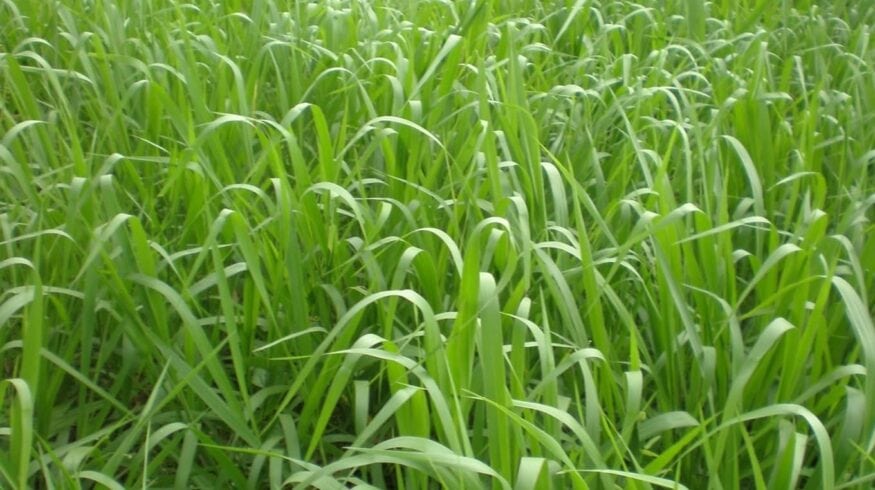Harvest Minerals протестировала KP Fertil