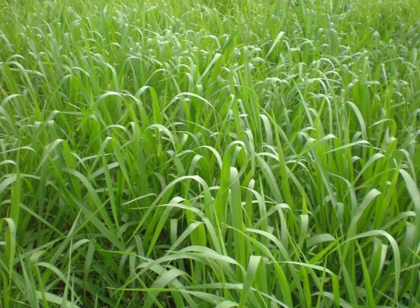 Harvest Minerals протестировала KP Fertil