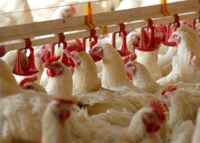 «Юрма» построит завод куриных удобрений