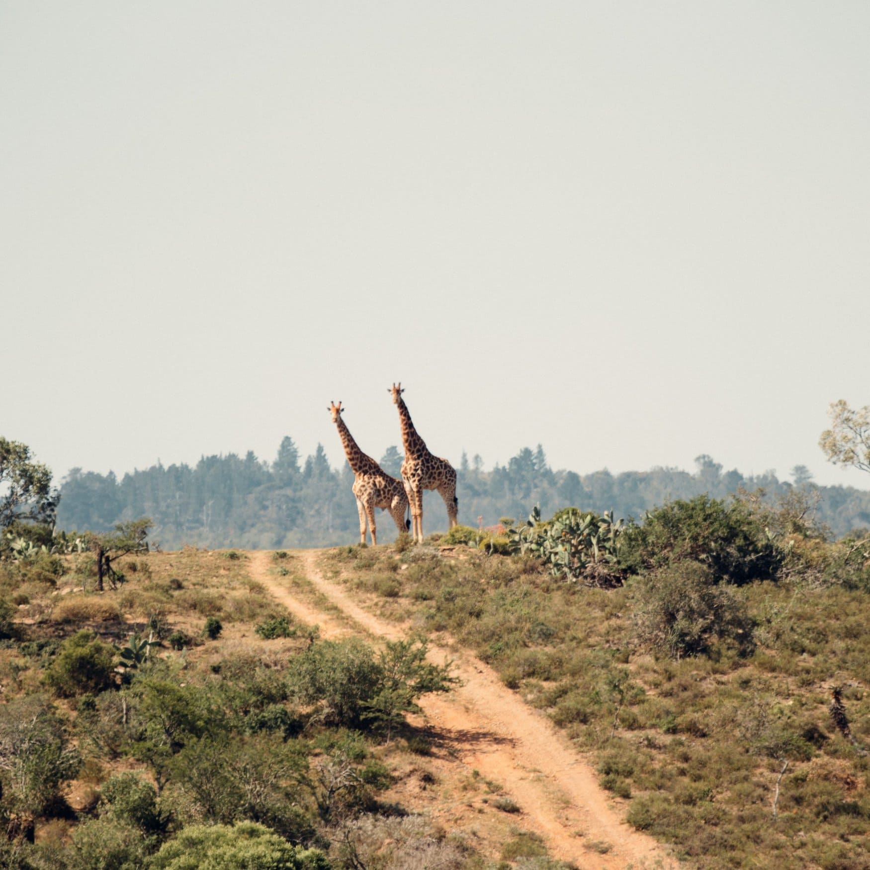 K+S Group покоряет Африку