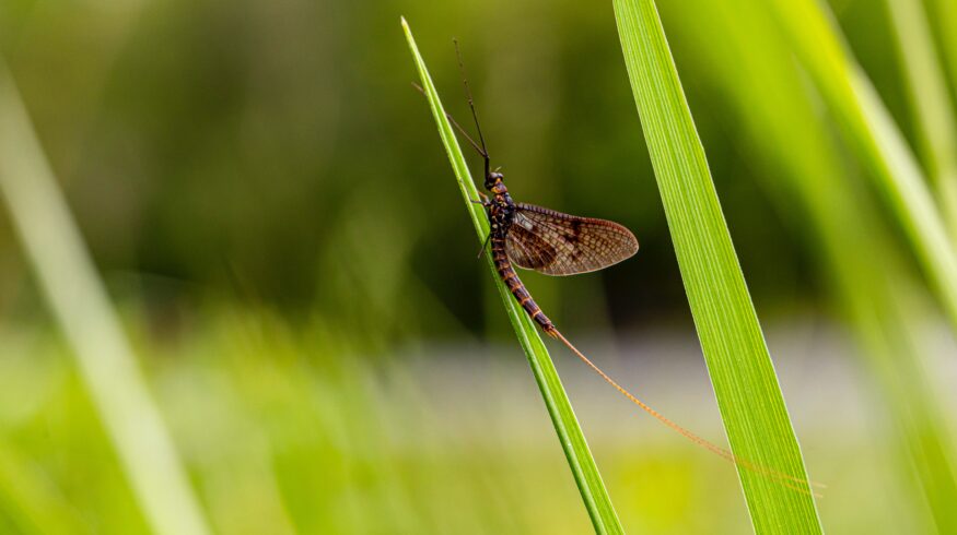 В CША мух-однодневок пустят на удобрения