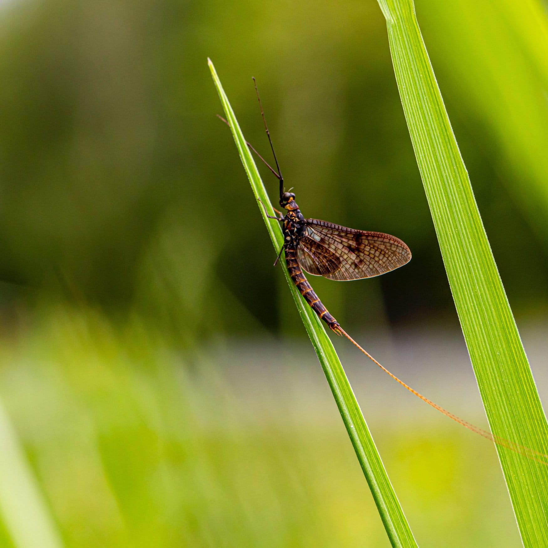 В CША мух-однодневок пустят на удобрения