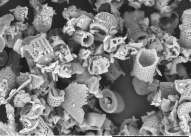 Agripower Australia хочет гранулировать диатомит