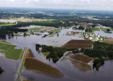 Ураган Флоренс выявил недостатки свиноферм