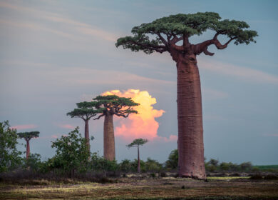 Avenira готовится к масштабной добыче на Baobab