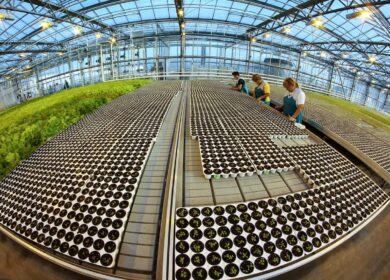 В Москве презентуют крупнейшие тепличные проекты