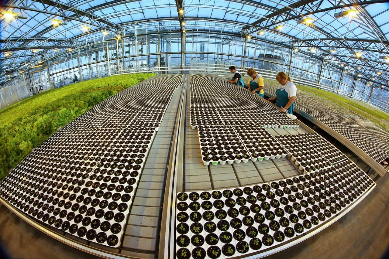 В Москве презентуют крупнейшие тепличные проекты