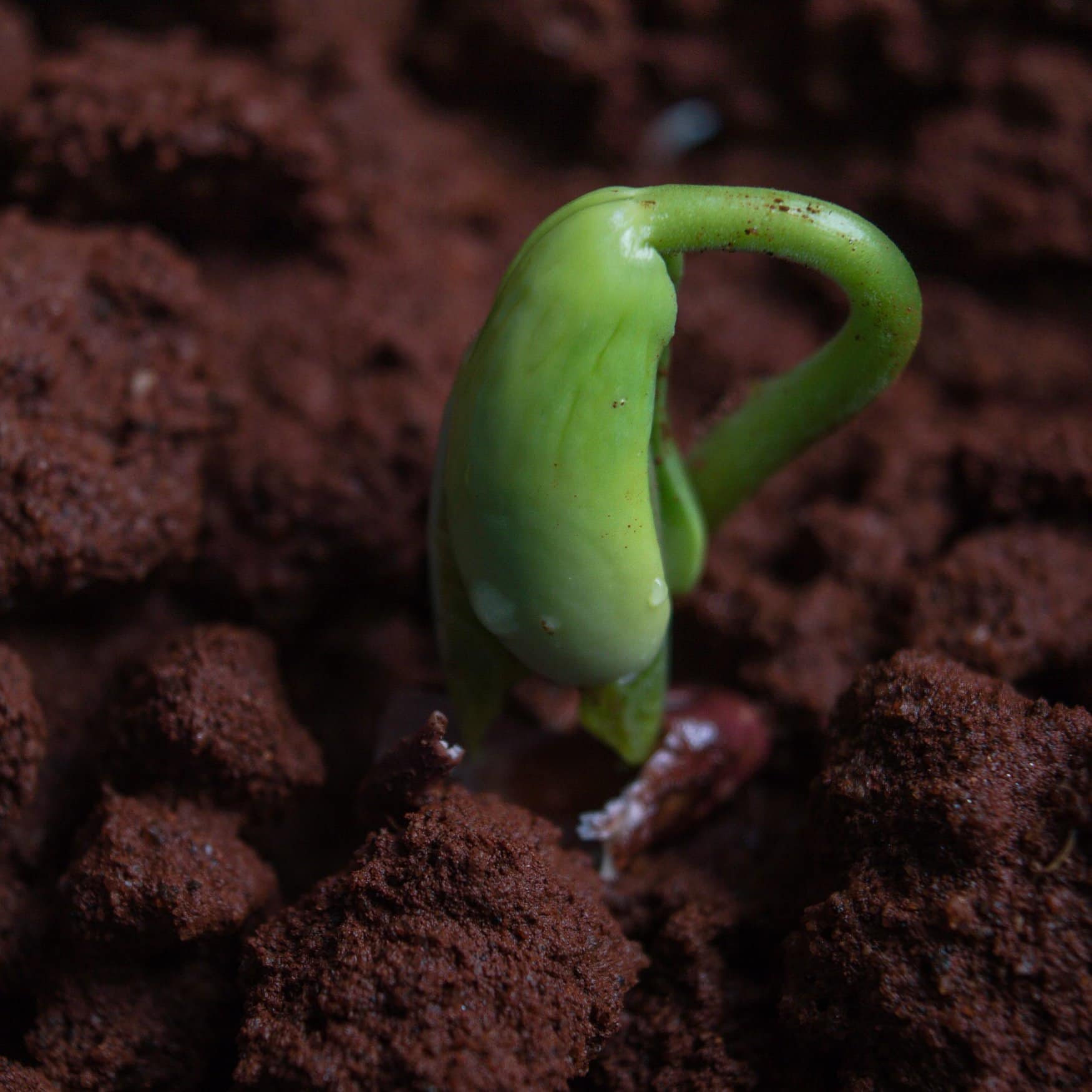 Ameropa скооперируется с Gamaya