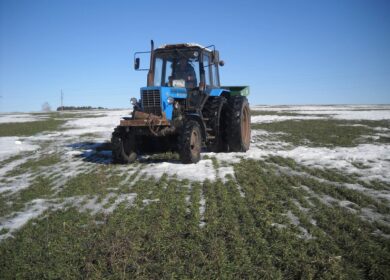На Ставрополье началась азотная подкормка