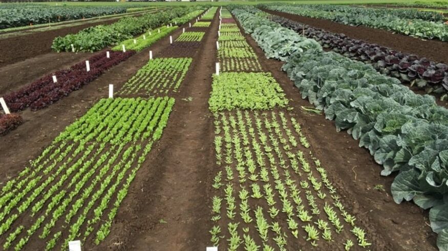 В Эфиопии создали жидкие удобрения