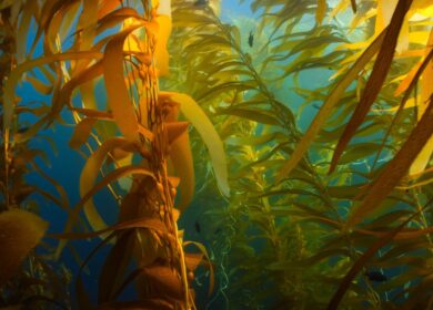 У морских удобрений — большие перспективы