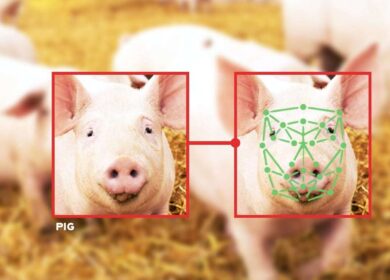 В Китае развивают «умные фермы»