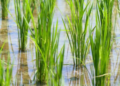 Рисоводы обеспокоены подорожанием воды