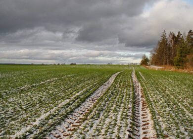 В Нижегородской области готовятся к подкормке озимых