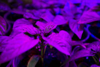 Фермы будущего помогут в борьбе с болезнями