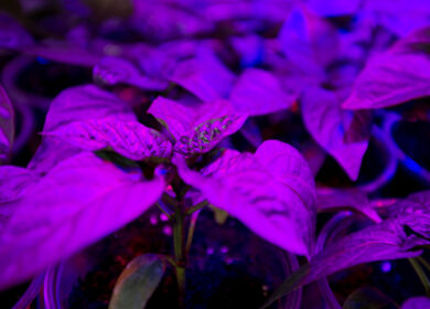 Фермы будущего помогут в борьбе с болезнями