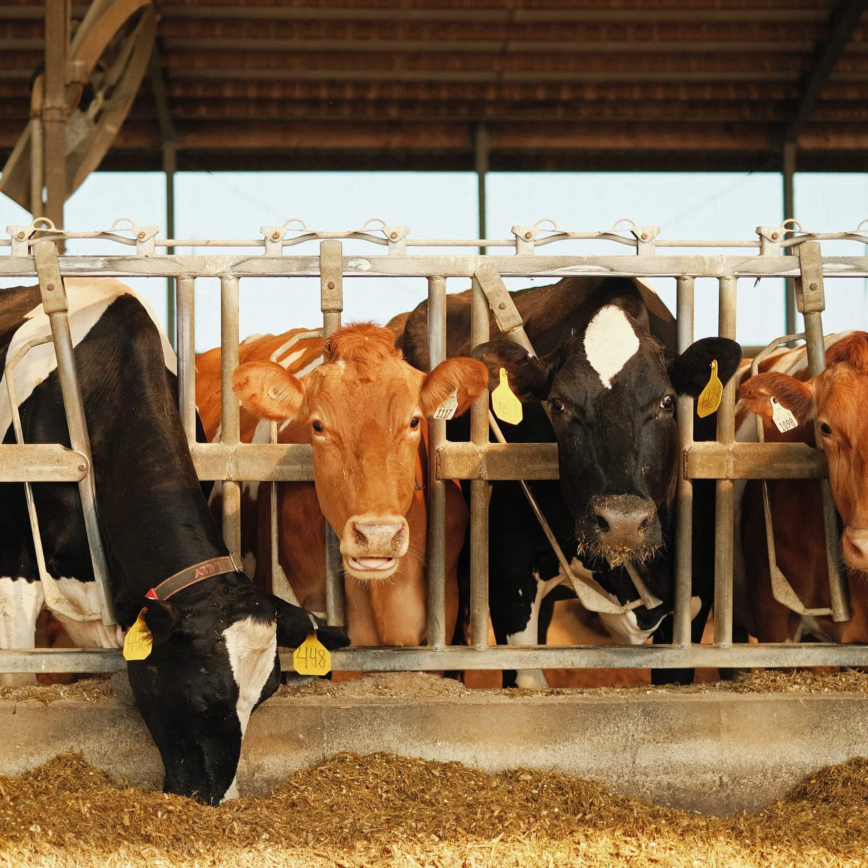 Mazoon Dairy создает производство органических удобрений