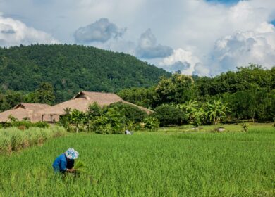 В Таиланде снизились цены на удобрения