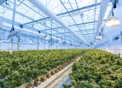 GrowMax Resources инвестирует в «специфические» культуры