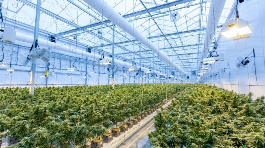 GrowMax Resources инвестирует в «специфические» культуры