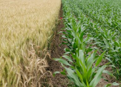 «Уралхим» начал агрономические испытания в Европе