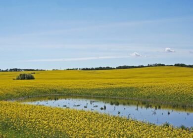 Ученые нашли ловушки для парниковых газов