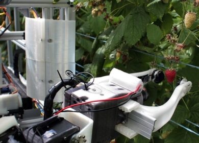 Robocrop: первый в мире робот для сбора малины