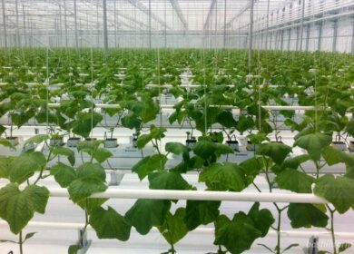 В Башкортостане построят большой тепличный комплекс