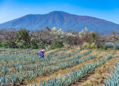 В Мексике фермеры отпустили заложников