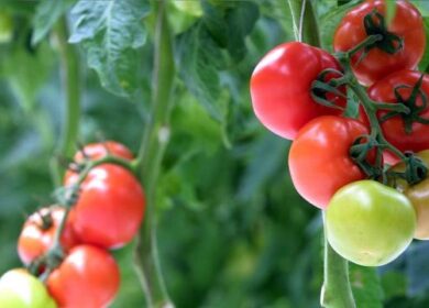 В Испании разработали томатное биоудобрение