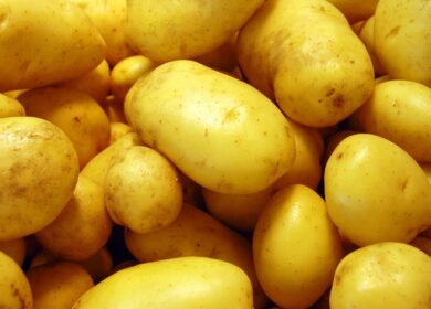 «АФГ Националь» увеличила урожайность картофеля