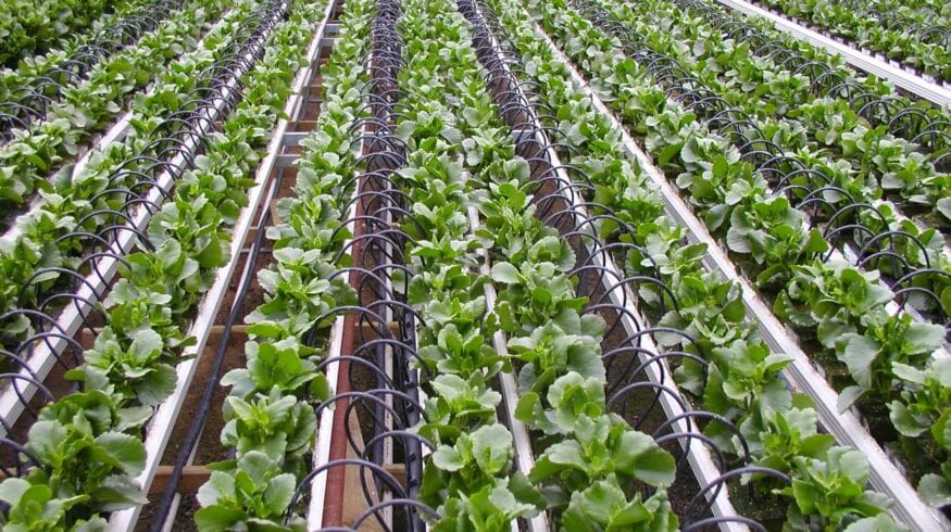 Kiwa Bio-Tech повысила растворимость удобрений