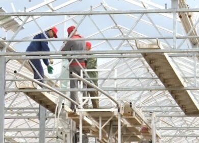 В Вологодской области строится крупный тепличный комплекс