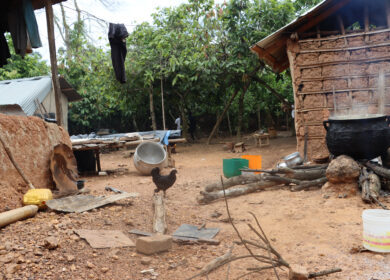 В Гане пытаются помочь мелким фермерам