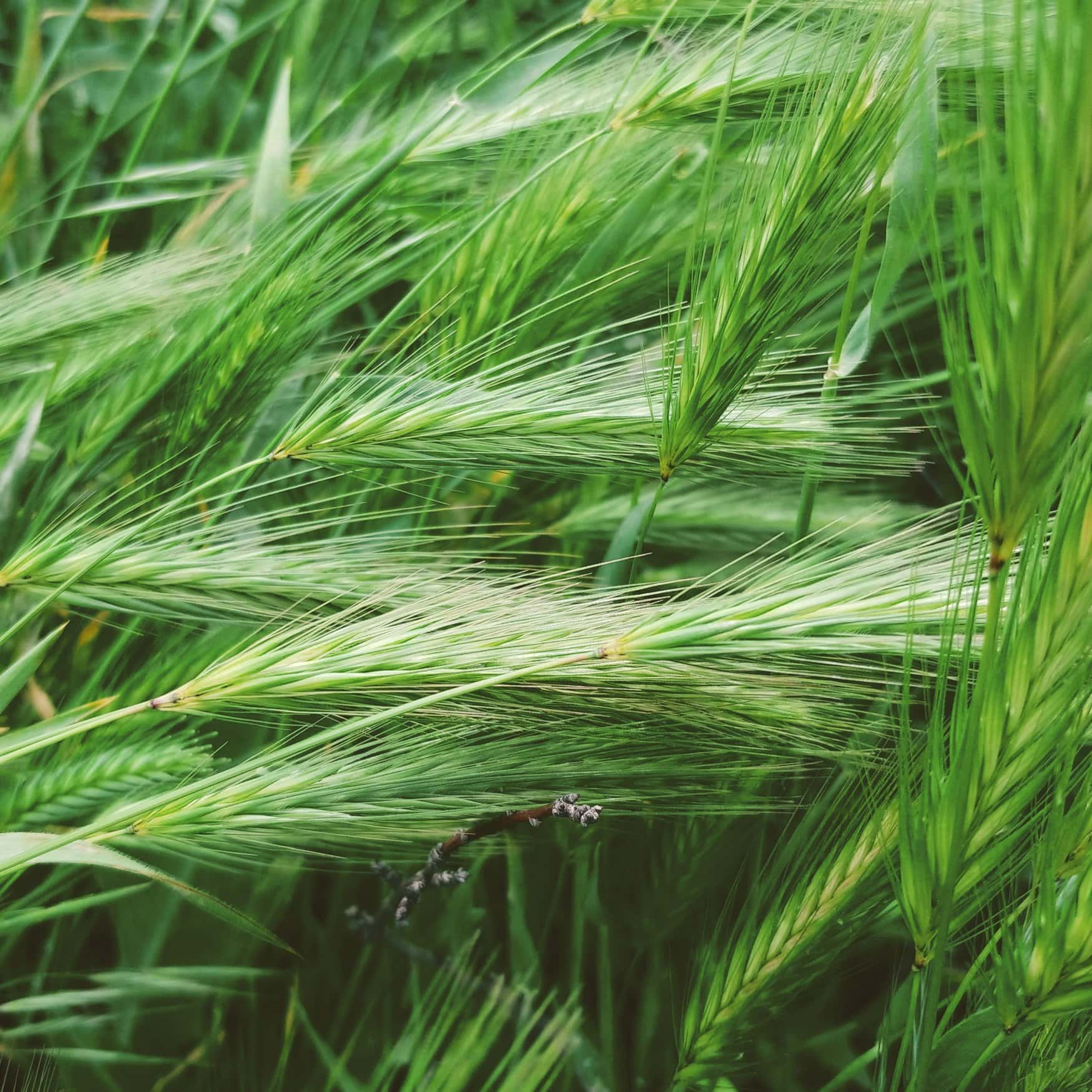 Ученые создадут симбиоз зерновых с микробиотой