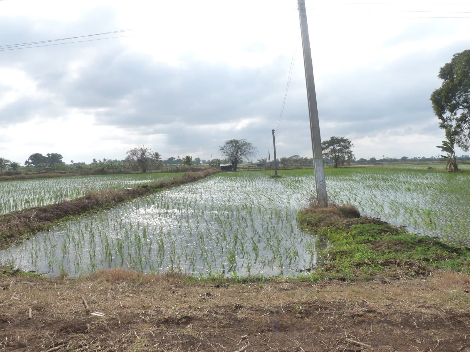 Китай поможет Кубе в выращивании риса