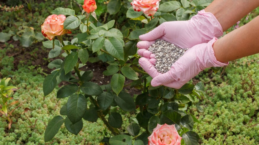 Как и когда использовать удобрение для роз
