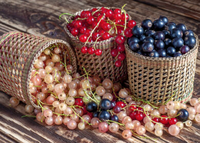 Подкормка смородины весной для хорошего урожая