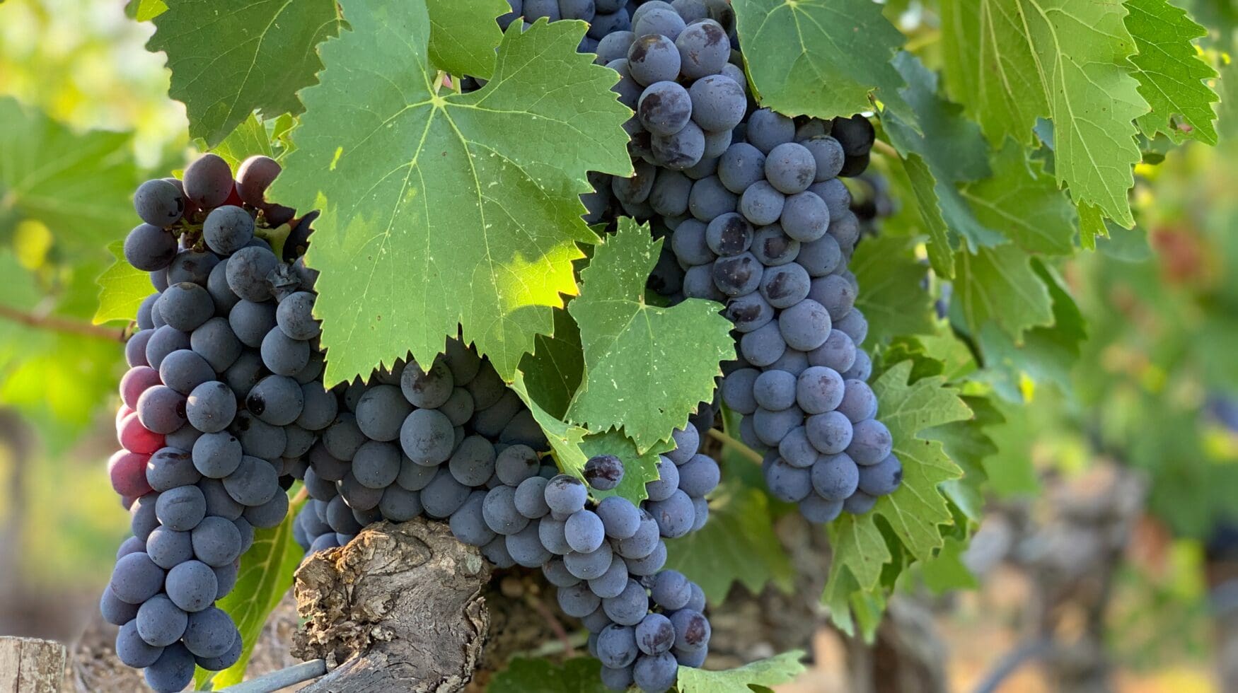 🍇 Подкормка винограда весной: чем и когда удобрять для увеличения ...