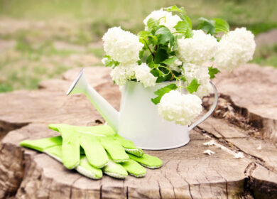 Чем подкормить гортензию весной для пышного цветения