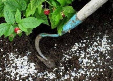 Особенности сезонного применения мочевины на огороде