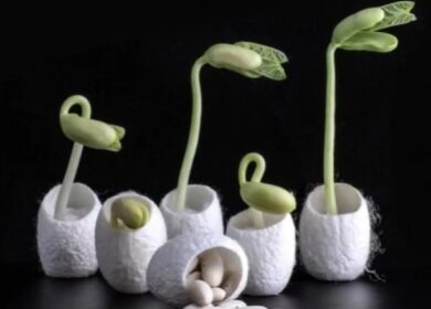 Ученые защитят семена шелком