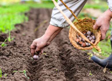 Рекомендации по удобрению для лука и чеснока