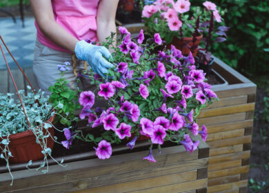 Грамотная подкормка петунии: составы, способы применения, рекомендации