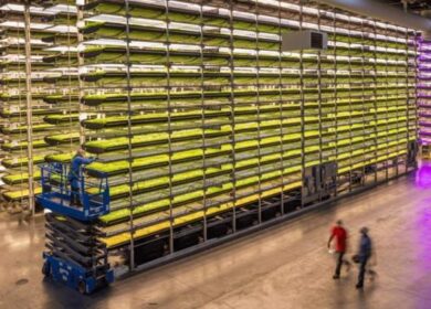 AeroFarms построит новую ферму