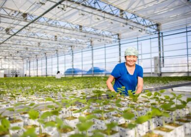 В ТОР «Кангалассы» создается крупный тепличный комплекс