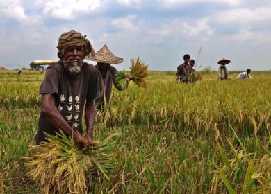 В Бангладеше подешевеет диаммонийфосфат