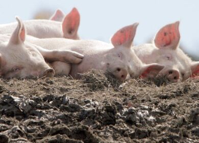 Depuporc переработает свиной навоз