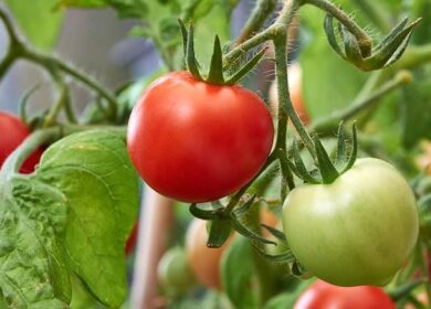 Зачем нужны фосфорно-калийные удобрения для выращивания томатов